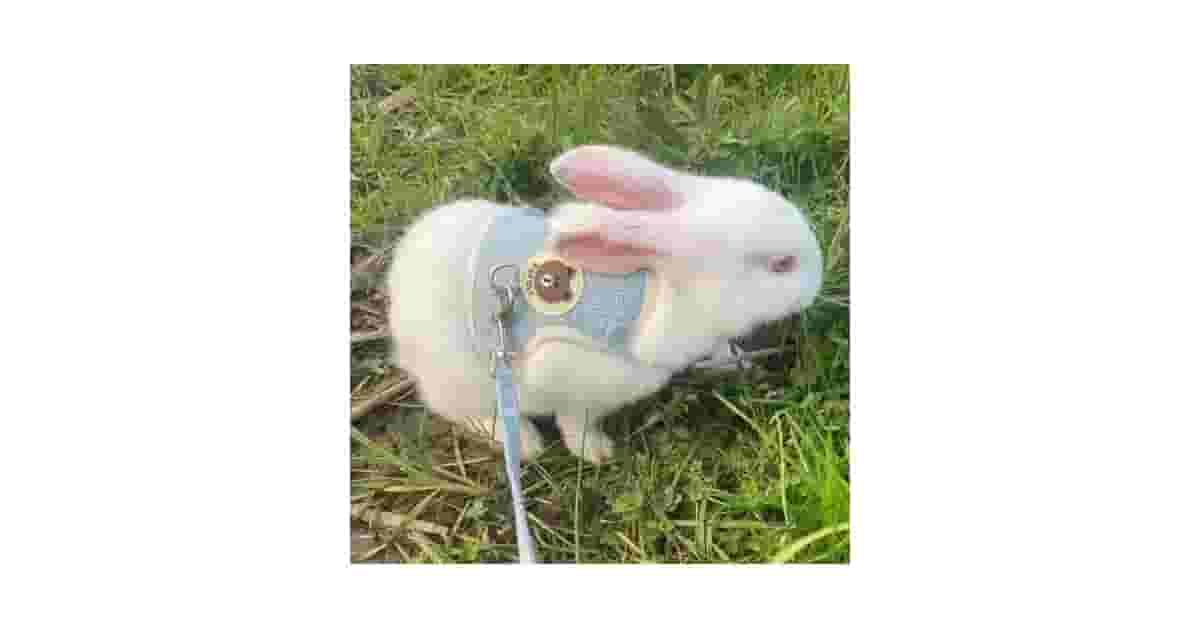 Arneses Para Coelho Reviews: Guia à Prova de Fuga!