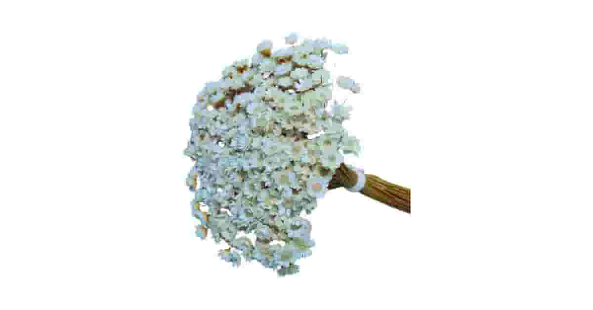 Arranjos de Flores Secas Reviews: 9 Opções Prontas