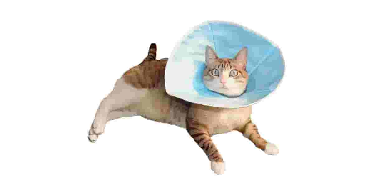 Colares Elizabetanos (Cone) Confortáveis Reviews: Como Escolher?