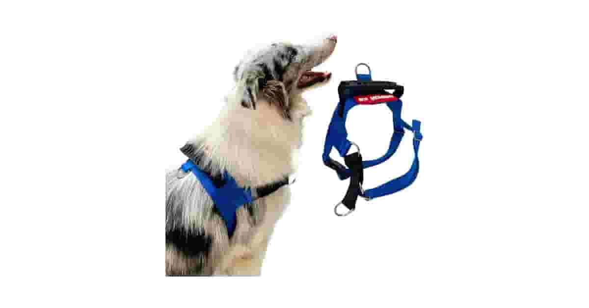 Coleiras com Amortecedor Para Cães Fortes Reviews: Como Escolher?