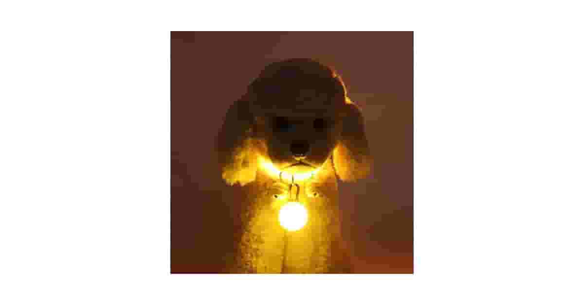 Coleiras Luminosas Para Passeios Noturnos Reviews: Guia de Compra Seguro