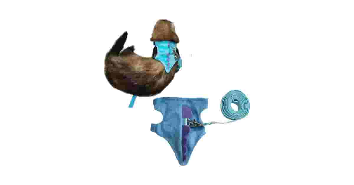 Coleiras para Furão Reviews: Qual a Mais Segura?