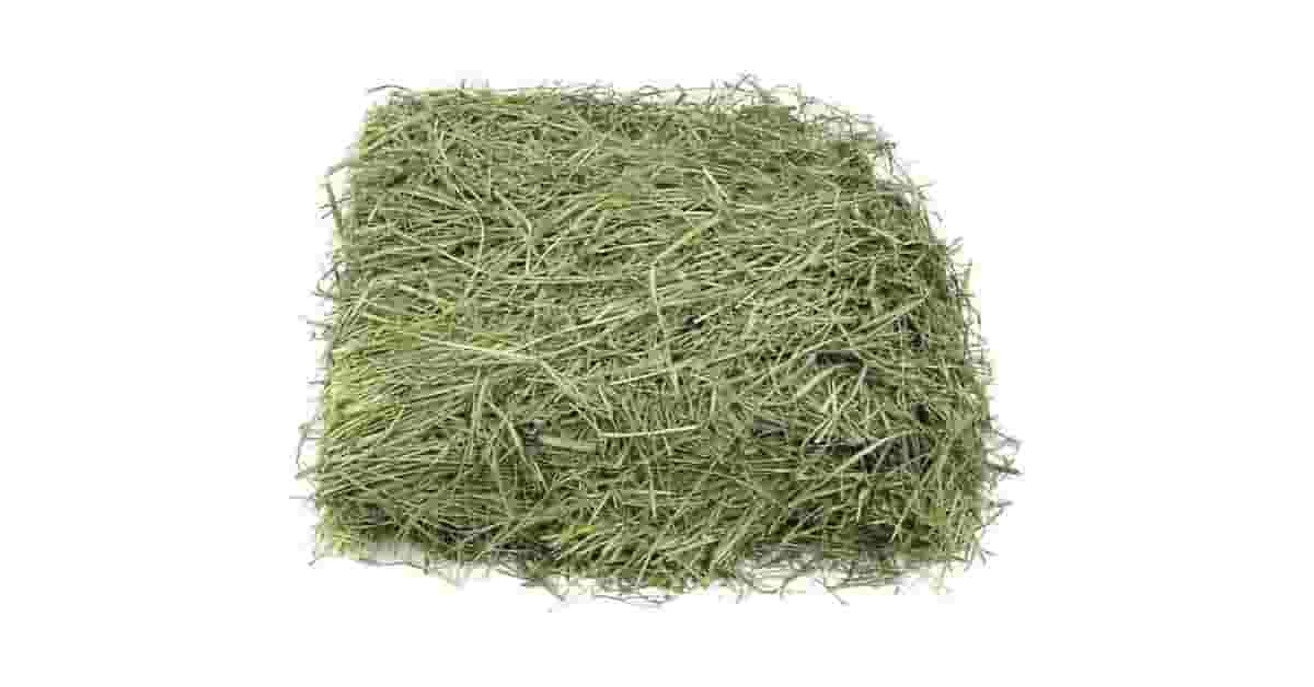 Fenos Para Roedor Reviews: O Melhor Para Cada Pet