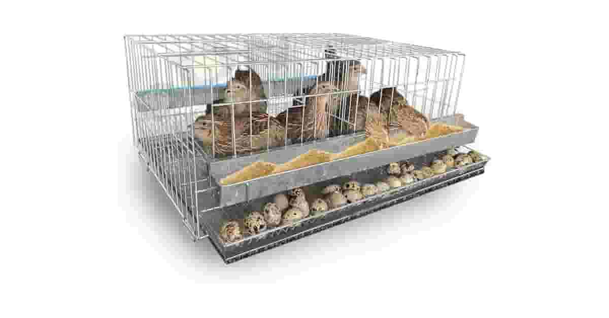 Gaiolas Para Codorna Reviews: Maximize A Postura!