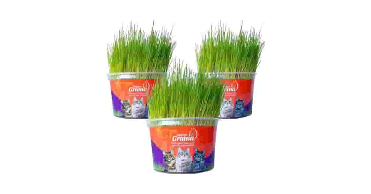 Graminhas para Gato para Digestão Reviews: 10 Opções