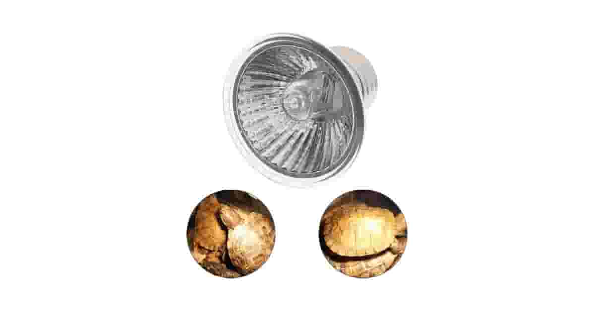Lâmpadas uvb para réptil reviews: Qual a ideal?