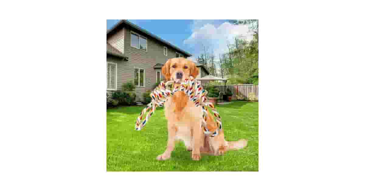 Melhores brinquedos para cães que roem móveis: Salve o Sofá?