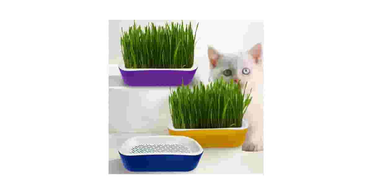 Melhores Graminhas Para Gato Para Digestão: Top 10 Naturais