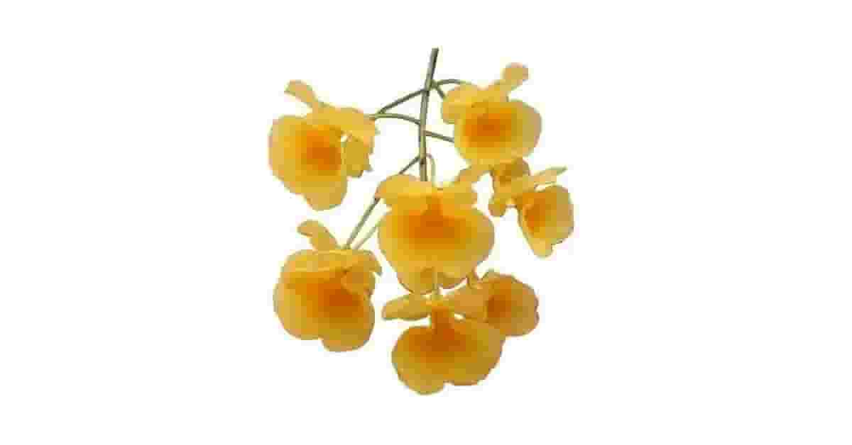 Melhores orquídeas para cultivar dentro de casa: As 10 Ideais