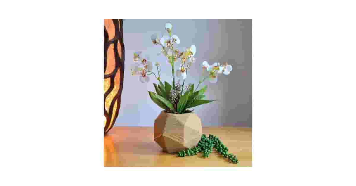 Melhores orquídeas para presente: Qual Escolher?