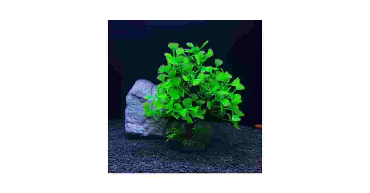 Plantas Para Aquário Low Tech Reviews: Artificiais