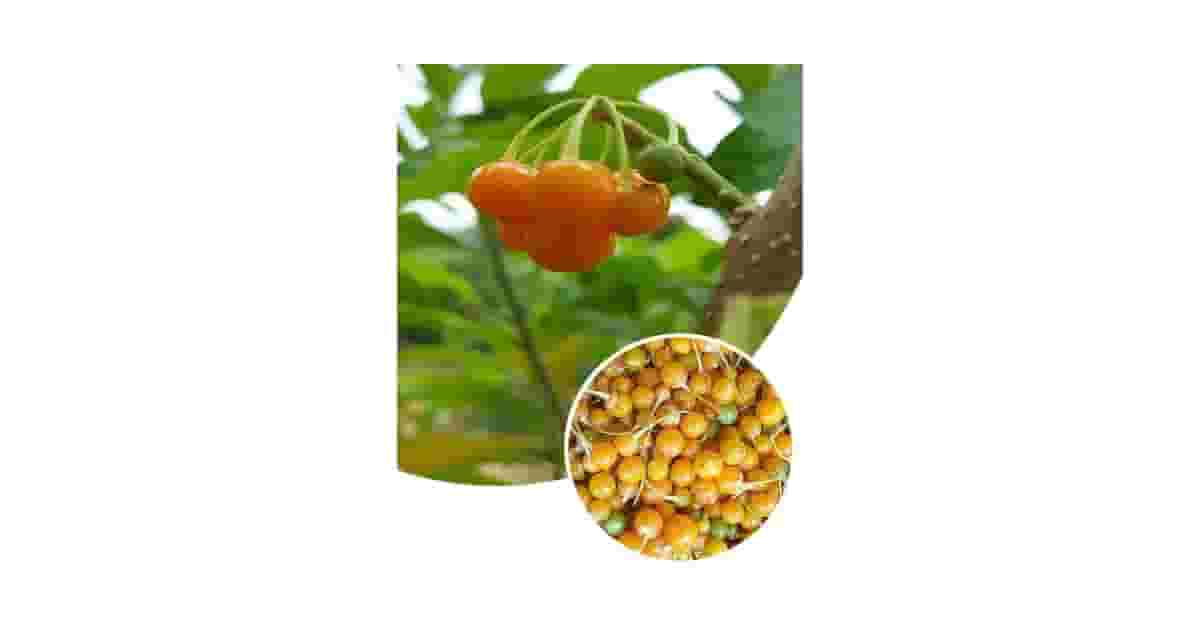 Sementes Para Atrair Pássaros Reviews: Qual A Melhor?