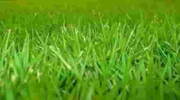 300g de sementes de grama japonesa coreana para cobrir 60m2