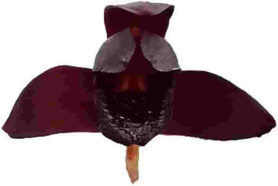 Orquidea Negra Original Kit 4 Plantas Adultas