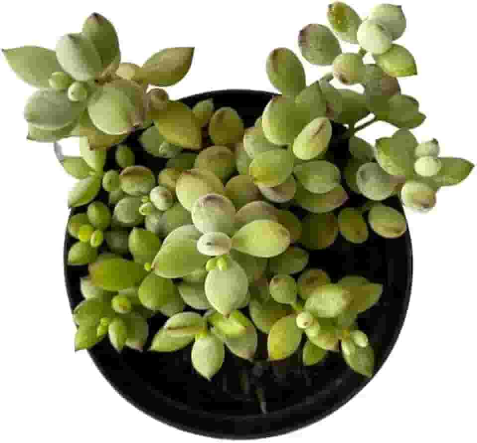 Muda Suculenta Cotyledon Pendens, Suculentas Raras para Colecionadores, Plantas Naturais