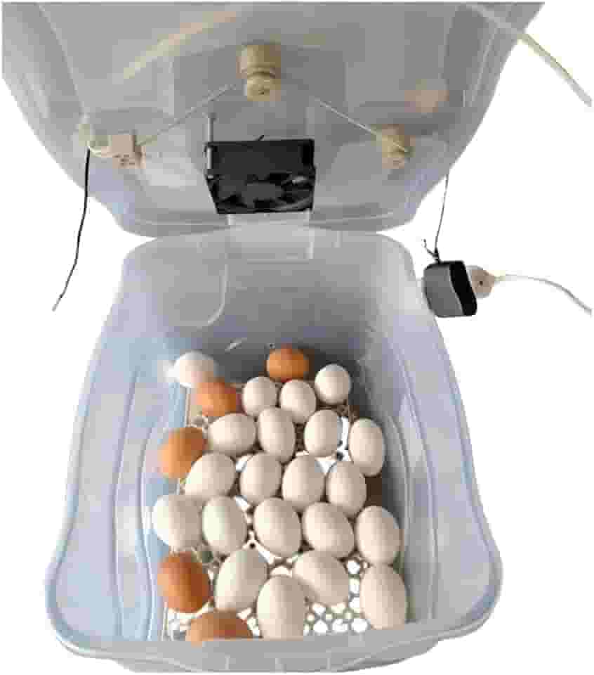 Chocadeira Pet Para 30 Ovos De Galinha ou 90 De Codorna Com Termostato Resistência E Cooler