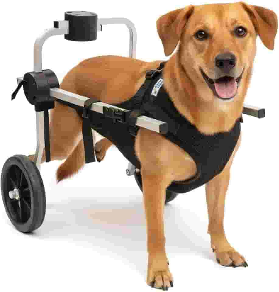 Cadeira de 2 Rodas Para Cachorro Tam M com Colete Preto Regulável Pata Traseira Paraplegia Reabilitação Paralisia Idoso Pet Best Soluções