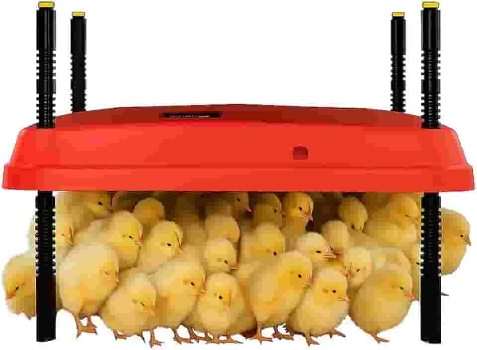 Chocadeira ajustável de 40 x 40 cm para pintinhos, proporcionando aquecimento constante e eficiente. Seguro, economiza energia, fácil de montar e limpar. Perfeito para chocar frangos