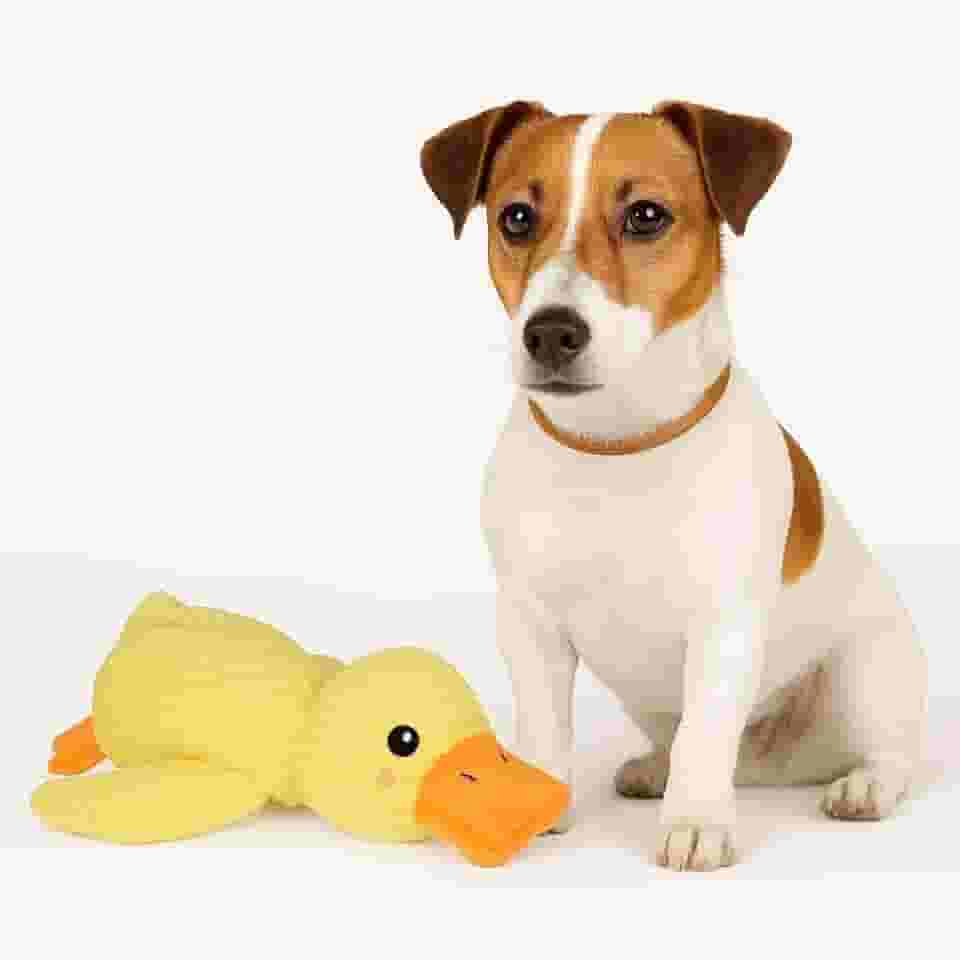 Brinquedo pelúcia de Pato Pet para Cães - Interativo, Calmante e Bonito | Brinquedo de Pelúcia com Som para Mastigar Petbuco