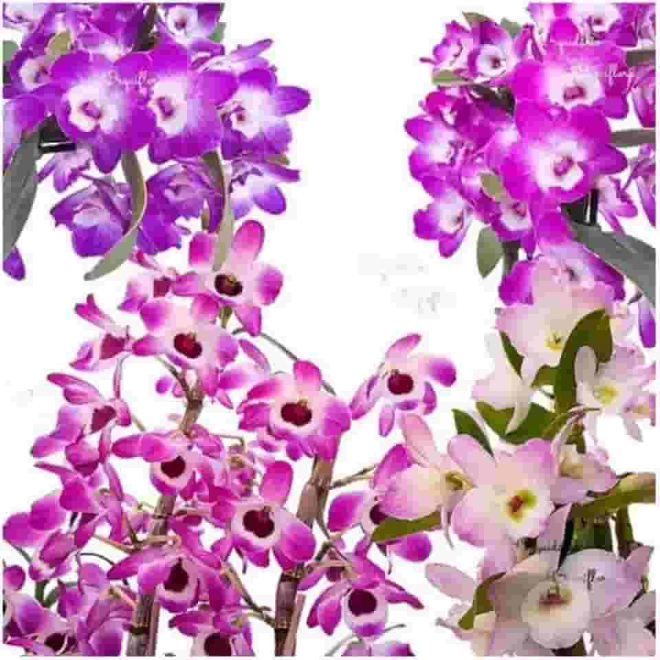 Kit 4 Orquídeas Dendrobium Plantas Adultas