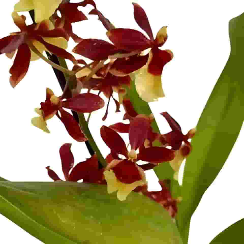 Orquídea Oncidium Volcano Hula Hulau Planta Adulta