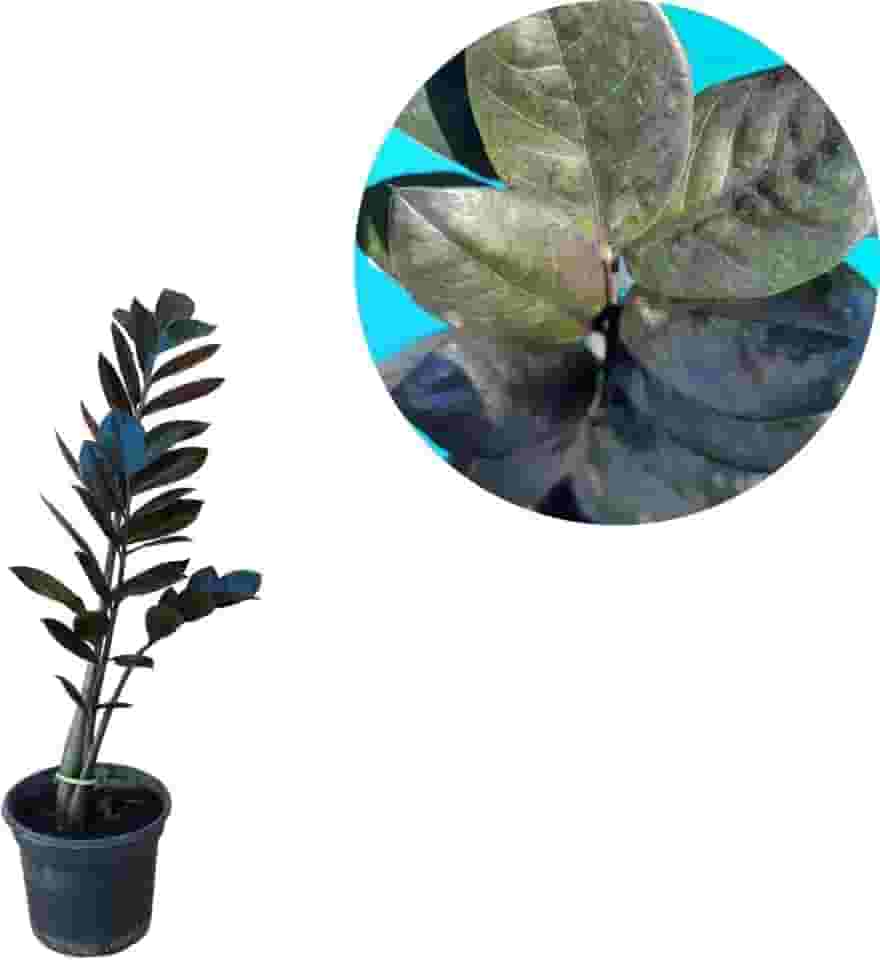 Muda Zamioculca Black, Planta Natural, Vaso Plástico nº 15