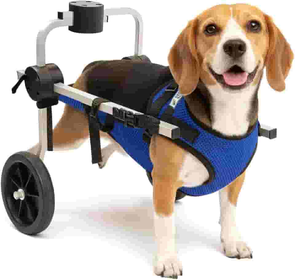 Cadeira de 2 Rodas Para Cachorro Tam M com Colete Azul Regulável Pata Traseira Paraplegia Reabilitação Paralisia Idoso Pet Best Soluções