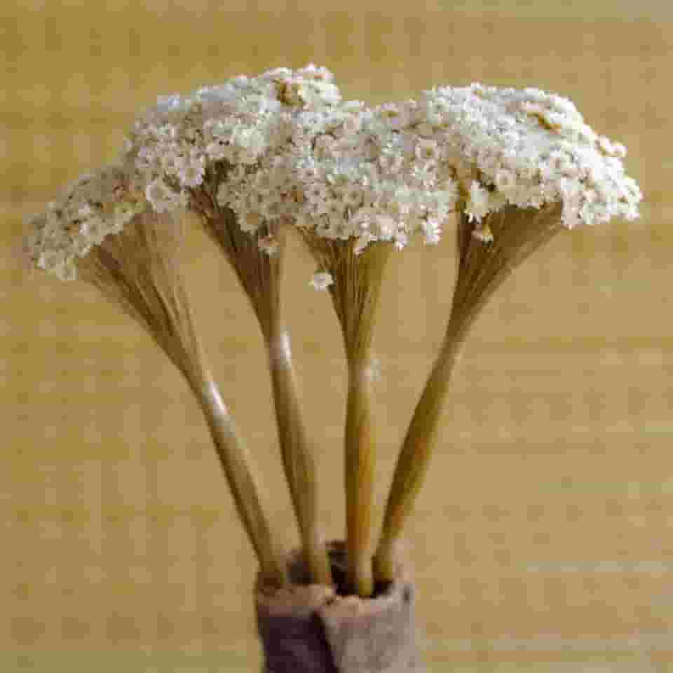 Sempre vivas COLORIDAS EXTRA, kit com 250 flores secas desidratadas para casamento (Natural)