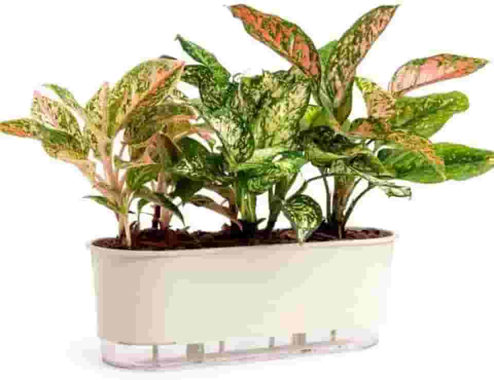 Vaso Jardineira Autoirrigável Preto 40cm Raiz Terrazo Para Todos Tipos de Plantas (Calcário)