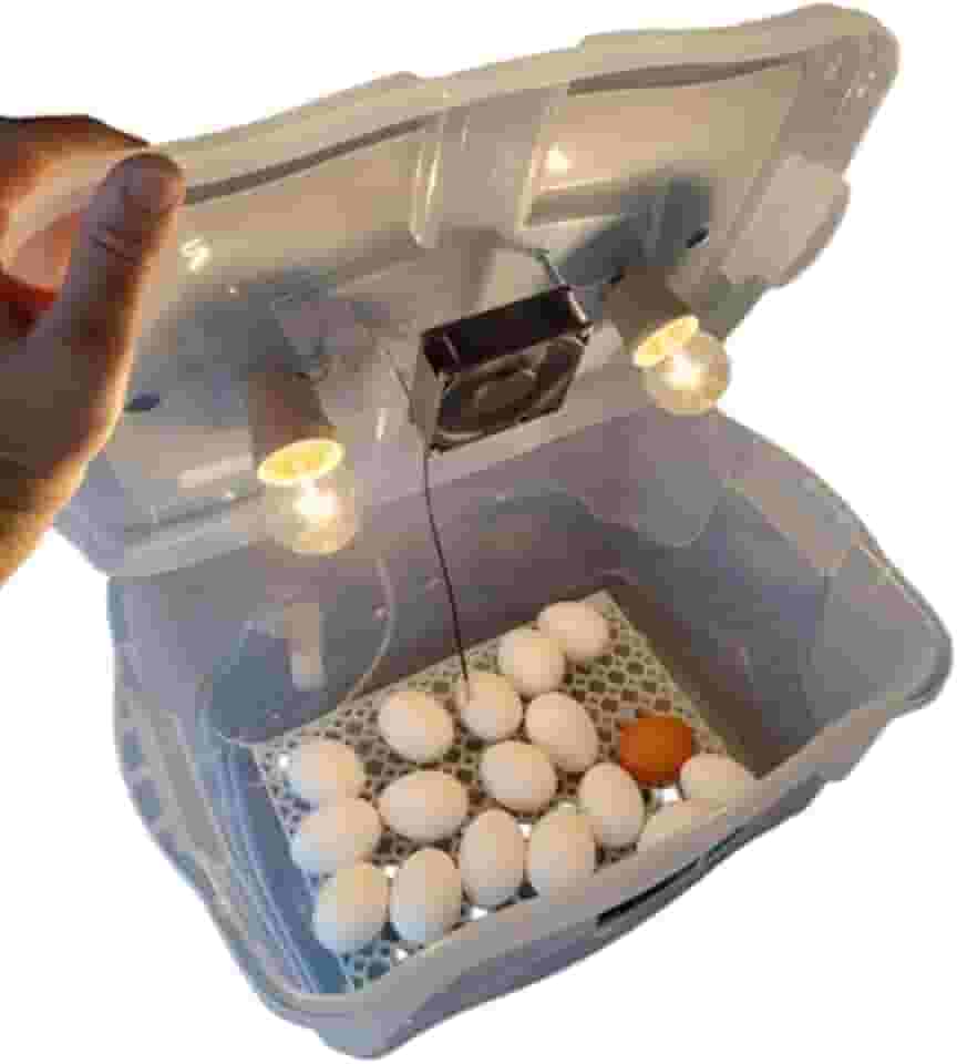 Chocadeira Compacta Com Controle De Temperatura automático capacidade para 30 Ovos de Galinha ou 90 ovos de codorna