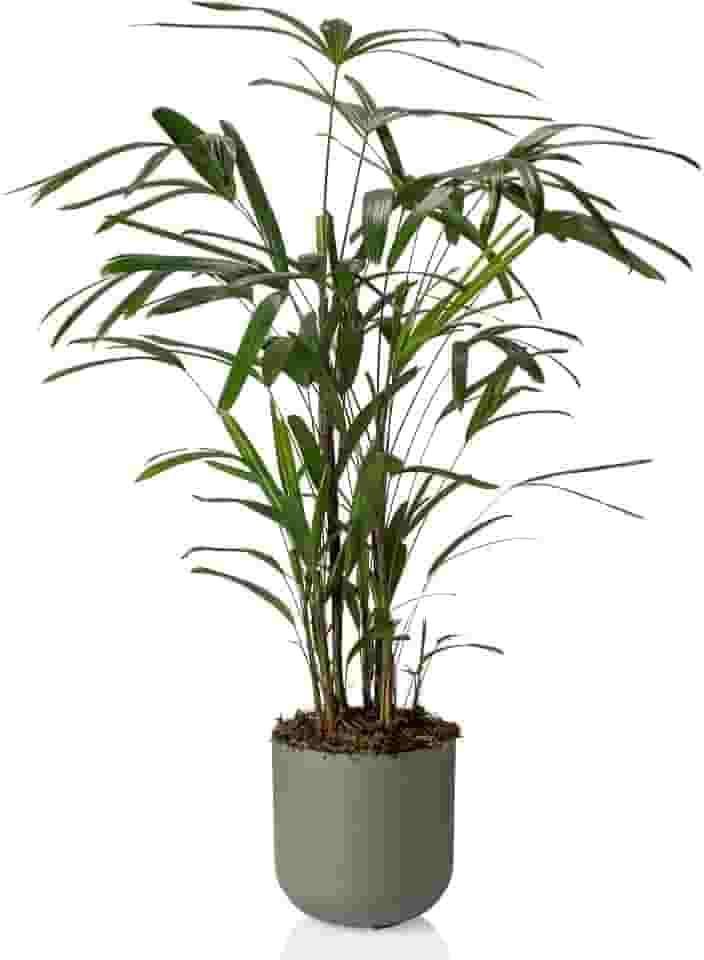 Cachepo DUE N7 Pote 24-25,5 x 25,7 Verde Militar