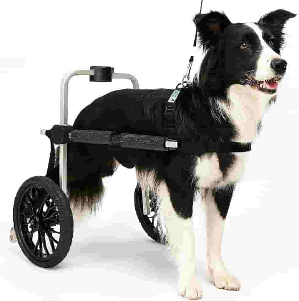 Cadeira de 2 Rodas Para Cachorro Tam G Rodas Grandes Regulável Pata Traseira Paraplegia Reabilitação Paralisia Idoso Pet Best Soluções