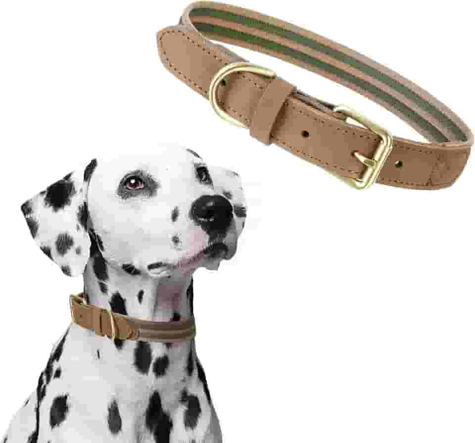 Mile High Life | Coleira de couro premium para cães | Fivela de liga de zinco com fivela | Coleira de cinto de couro genuíno | para cães grandes de médio porte (gola grande verde 43-53,5 cm)