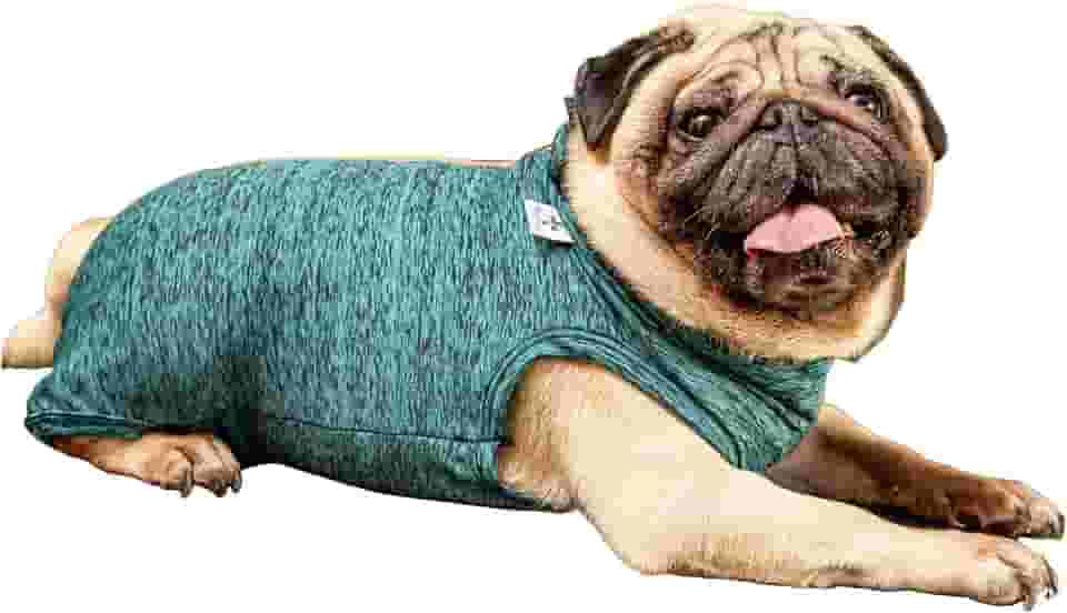Roupa pós-cirúrgica unissex para PUG - Tam 4 peso 9 a 11kg - Pet Designer