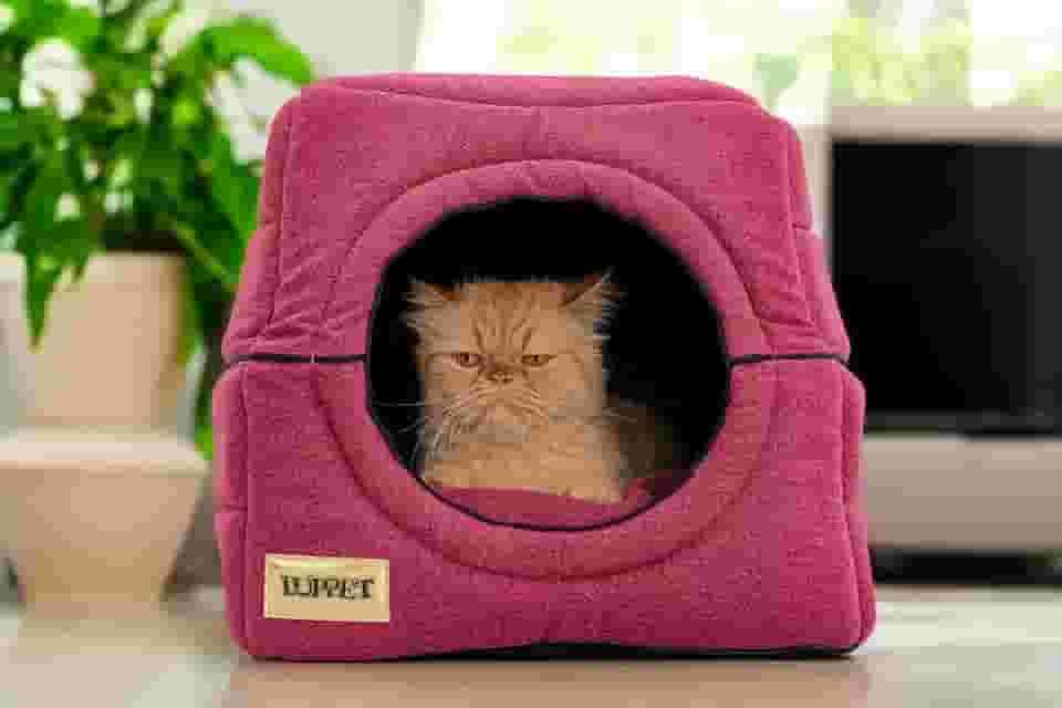 Cama iglu toca para cachorro e gato, cama 2x1 para cachorro ou gato com almofada, TAM. M Luxo