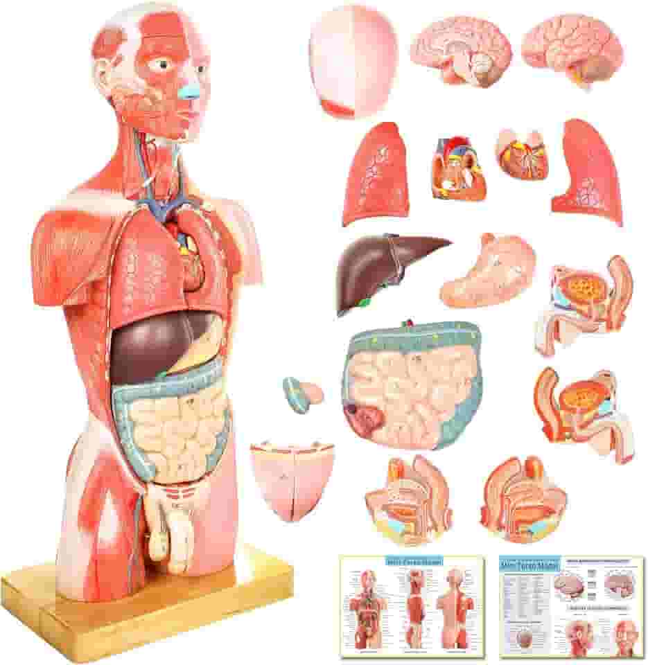NEW HORIZON Modelo de músculo de luxo do corpo humano, 16 peças removíveis, anatomia do tronco humano de 43,3 cm com coração, cabeça, crânio, cérebro, esqueleto para estudantes de medicina, uso em