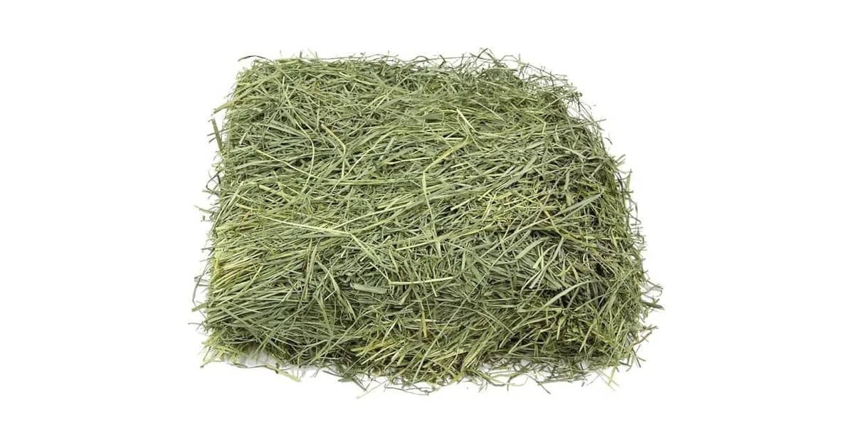 Fenos Para Roedor Reviews: O Melhor Para Cada Pet