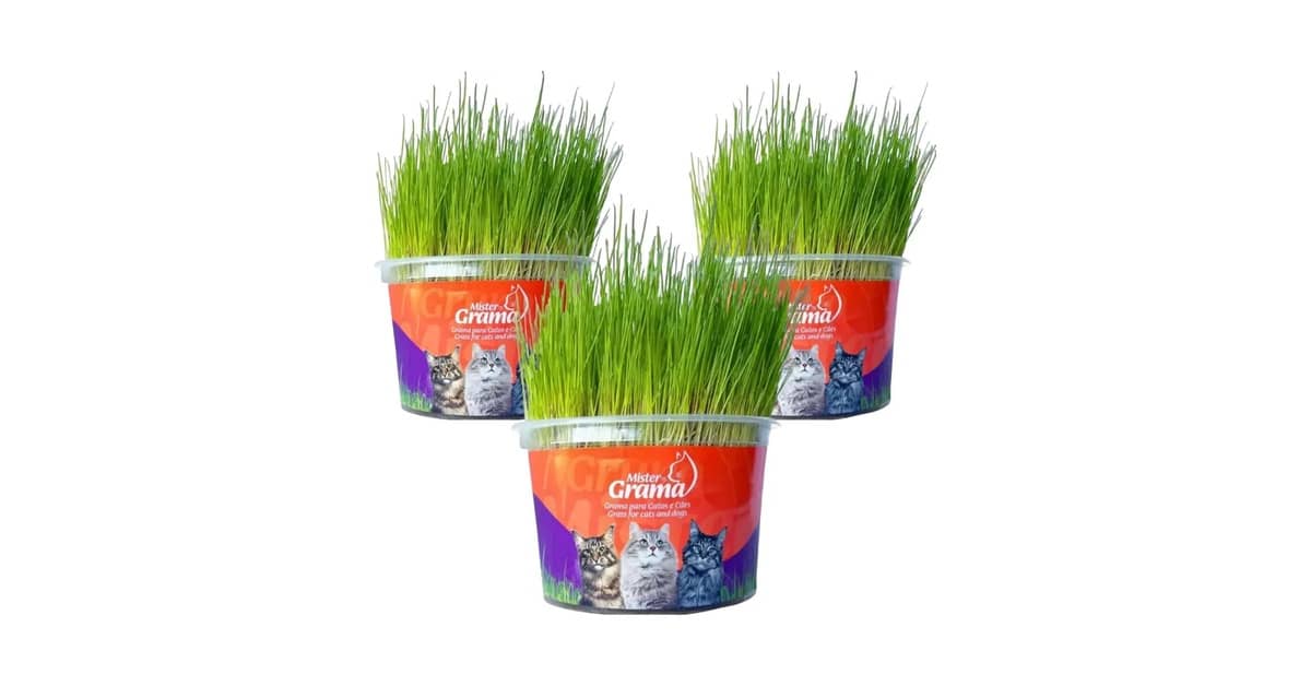 Graminhas para Gato para Digestão Reviews: 10 Opções
