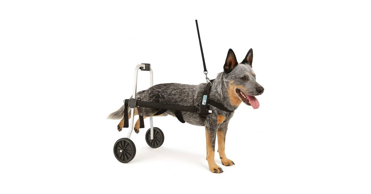 Melhor Cadeira de Rodas para Cachorro: Guia de Compra Essencial