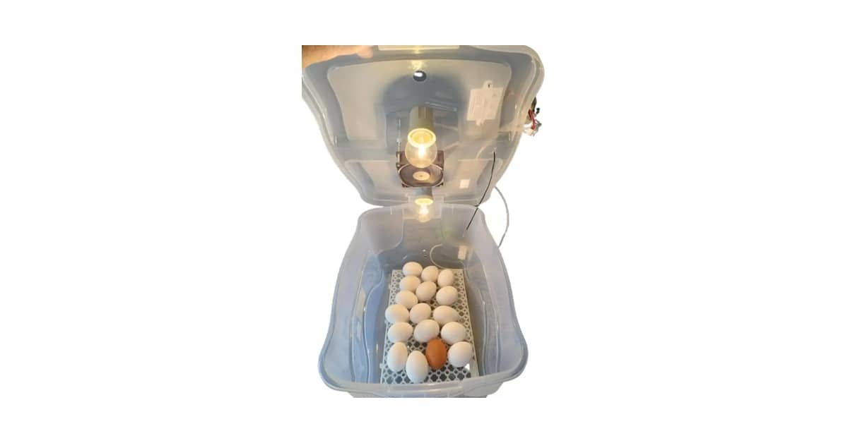 Melhor Chocadeira para Ovos de Galinha: Guia Completo