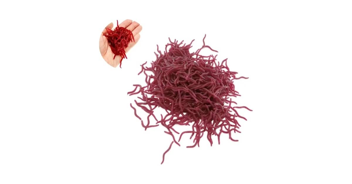 Melhor Isca Artificial para Tilápia: Atraia Mais Peixes!