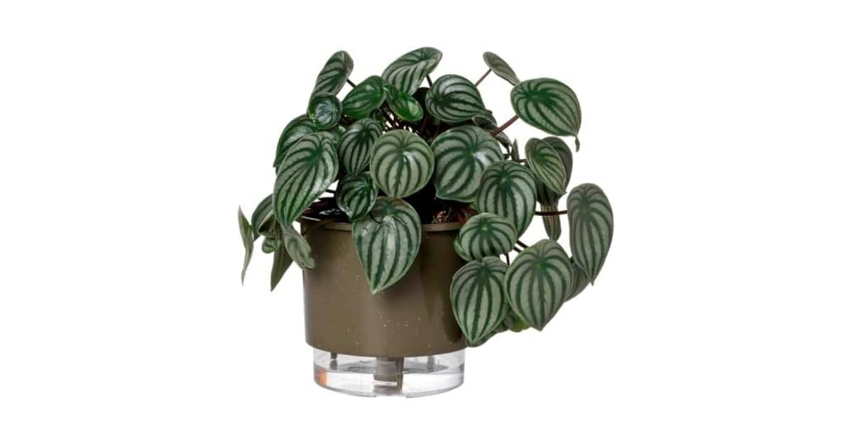 Melhor Vaso Autoirrigável: 10 Modelos Eficientes