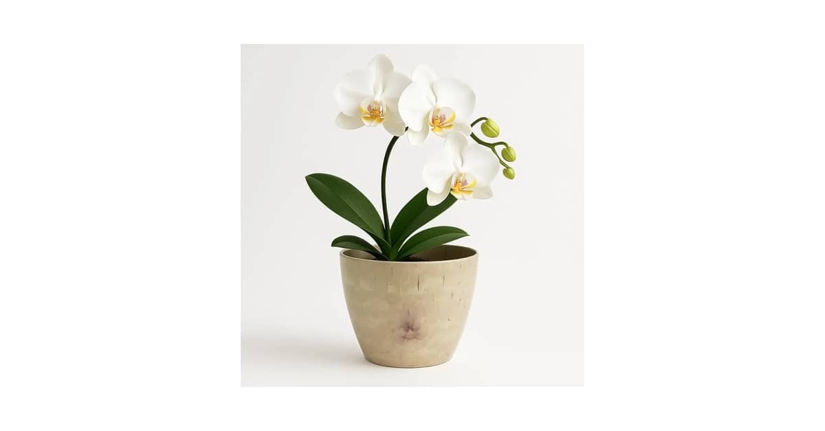 Melhor Vaso para Orquídea: 10 Modelos com Drenagem