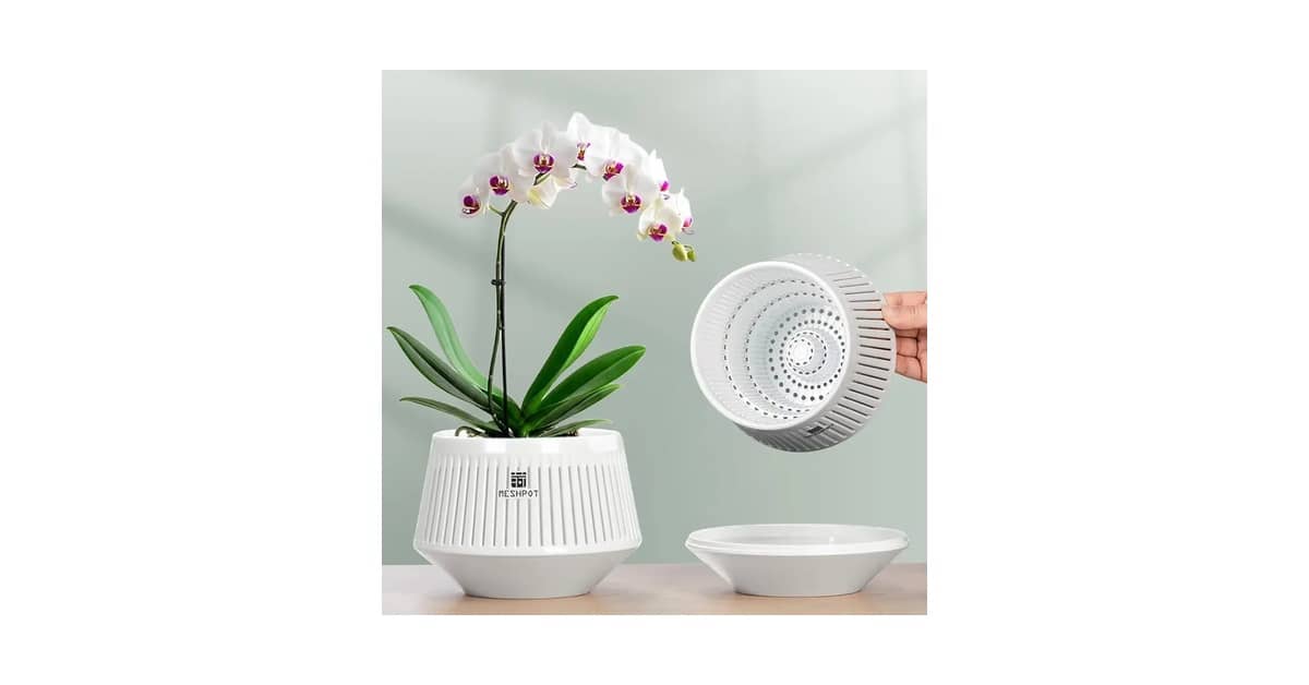 Melhor Vaso para Orquídeas Vanda: 5 Opções com Boa Drenagem