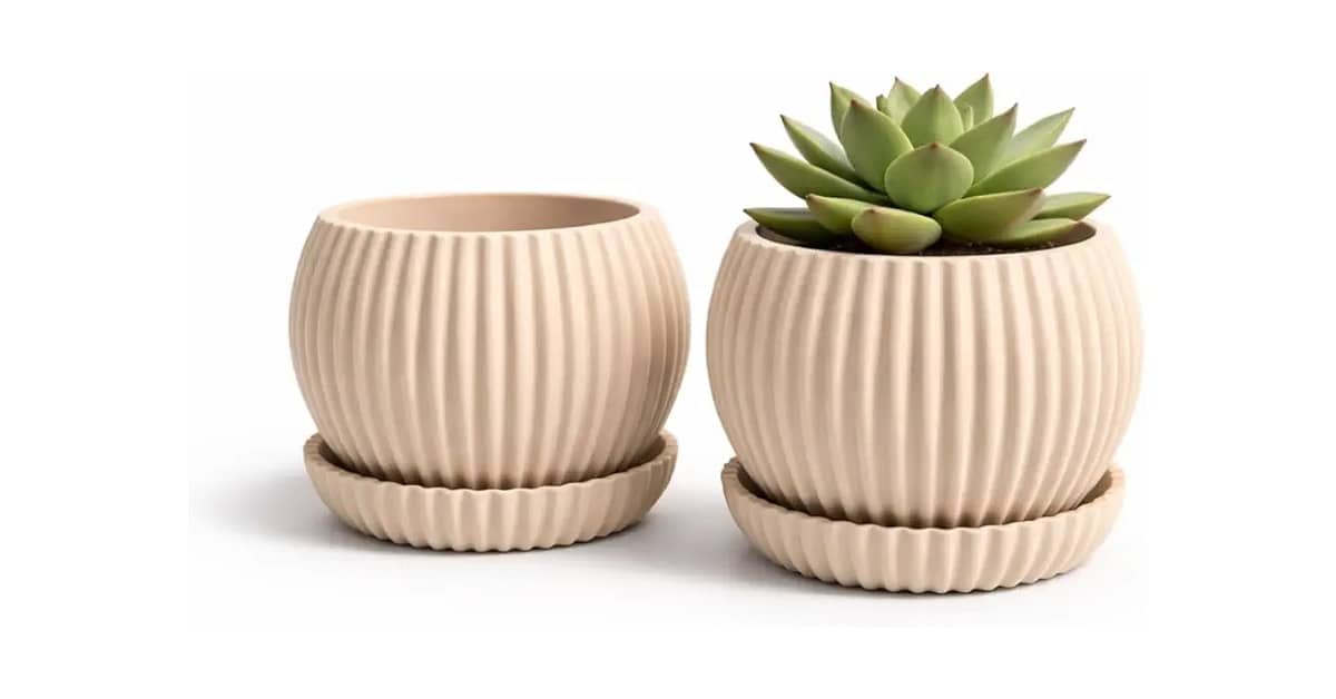 Melhor Vaso para Suculenta: 10 Modelos com Drenagem