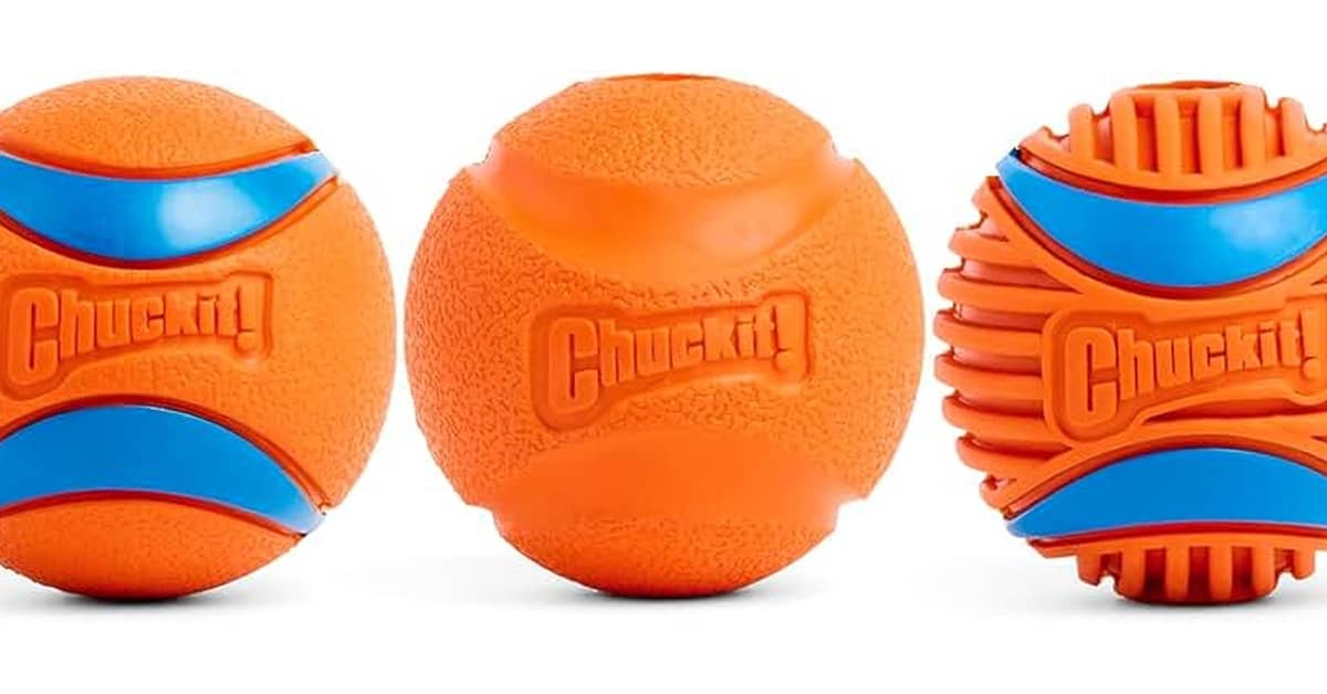 Melhores brinquedos para cães que gostam de buscar: Guia Resistente