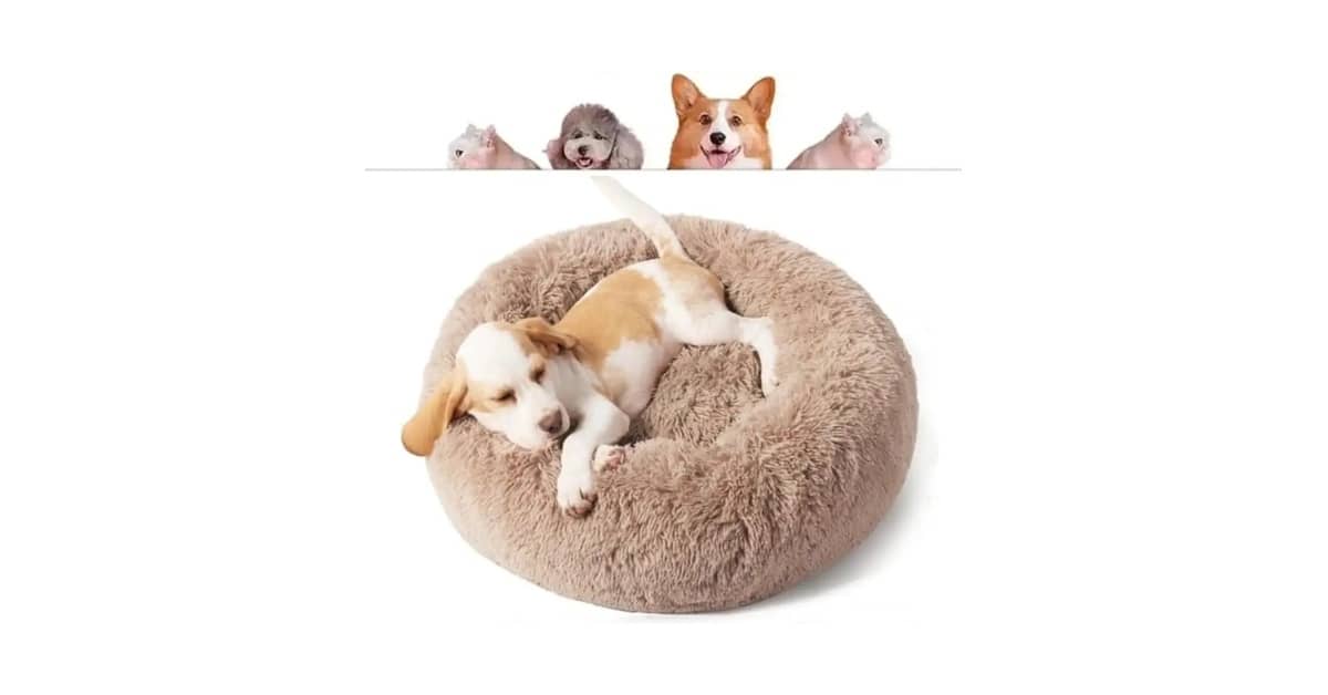 Melhores Camas para Gatos que Podem Ser Lavadas na Máquina: As 10 Mais Práticas