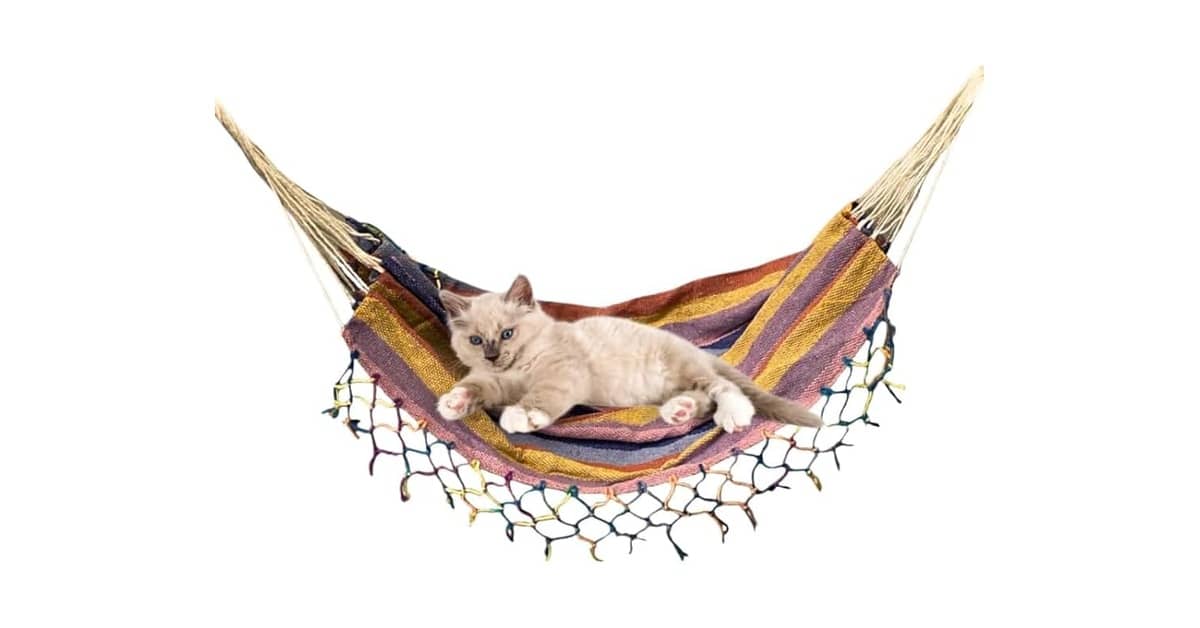 Melhores Camas para Gatos Que Podem Ser Penduradas na Parede: Top 5 Modelos