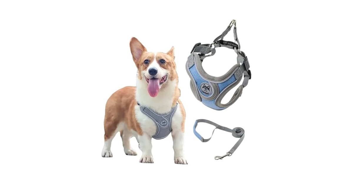 Melhores Coleiras para Cachorro com Guia e Peitoral para Passeio: Qual a Mais Segura?