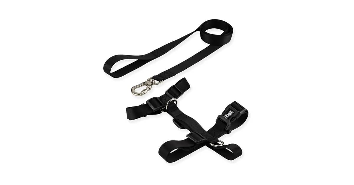 Melhores Coleiras para Cachorro de Porte Pequeno: 8 Opções Seguras